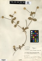Isotype of Gomphrena guaranitica Chodat [family AMARANTHACEAE]