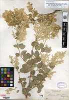 Type of Iresine alternifolia S. Watson [family AMARANTHACEAE]