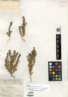 Holotype of Chenopodium stellatum S. Watson [family CHENOPODIACEAE]