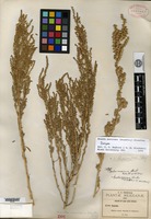Isotype of Dondia mexicana Standley [family CHENOPODIACEAE]
