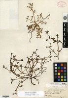 Isotype of Portulaca oleracea Linnaeus var. stellata Danin & H. G. Baker [family PORTULACACEAE]