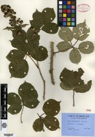 Type? of Rubus cornubiensis (W. M. Rogers & Riddelsdell) Rilstone [family ROSACEAE]