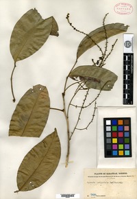 Type? of Aphania dasypetala Radlkofer [family SAPINDACEAE]
