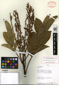Isotype of Matayba macrocarpa Gereau [family SAPINDACEAE]
