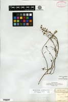 Isotype of Helianthemum scoparium Nuttall [family CISTACEAE]