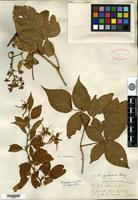 Syntype of Rubus nigrobaccus L. H. Bailey var. calycosus Fernald [family ROSACEAE]