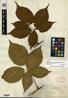 Syntype of Rubus canadensis Linnaeus var. septemfoliolatus Blanchard [family ROSACEAE]