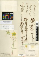 Holotype of Hypericum canadense Linnaeus var. magninsulare Weatherby [family HYPERICACEAE]