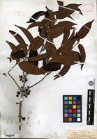 Isotype of Eugenia feijoi O. Berg [family MYRTACEAE]