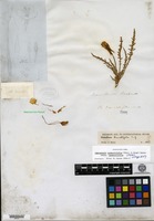 Type of Oenothera tanacetifolia Torrey & A. Gray [family ONAGRACEAE]