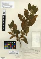 Isotype of Solanum mexiae Standl. [family SOLANACEAE]