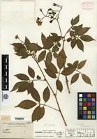Isotype of Solanum sanctae-marthae Bitter [family SOLANACEAE]