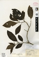 Holotype of Airosperma vanuense S. P. Darwin [family RUBIACEAE]