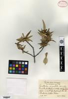 Isotype of Guettarda angustata Urban & Ekman [family RUBIACEAE]