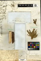 Type of Nama parryi A. Gray [family HYDROPHYLLACEAE]