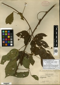 Type? of Paullinia boliviana Radlkofer f. genuina Radlkofer [family SAPINDACEAE]