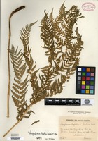 Type? of Nephrodium laetum Komarov [family DRYOPTERIDACEAE]