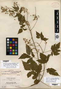 Syntype of Serjania confertiflora Radlkofer var. dasycephala Radlkofer [family SAPINDACEAE]