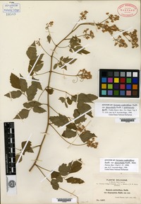 Syntype of Serjania confertiflora Radlkofer f. glabriuscula Radlkofer [family SAPINDACEAE]