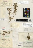 Type of Amaranthus looseri Suessenguth [family AMARANTHACEAE]
