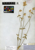 Isolectotype of Gomphrena sonorae Torrey [family AMARANTHACEAE]