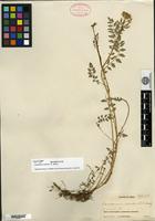 Filed as Cardamine rockii O. E. Schulz [family BRASSICACEAE]