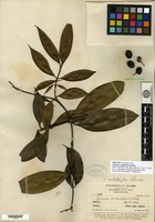 Isotype of Faramea calophylla Standley [family RUBIACEAE]