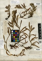 Syntype of Eritrichium molle A. Gray [family BORAGINACEAE]