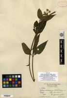 Isotype of Calea caracasana Kuntze f. discoidea B. L. Robinson [family ASTERACEAE]