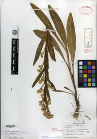 Holotype of Solidago sempervirens Linnaeus f. ochroleuca Weatherby [family ASTERACEAE]