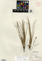 Isotype of Isoetes pacifica Svenson [family ISOETACEAE]