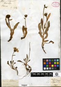 Type? of Hieracium alpinum Fries var. eximium Backhouse [family ASTERACEAE]