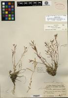 Holotype of Arabis breweri S. Watson var. pecuniaria Rollins [family BRASSICACEAE]