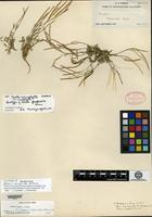 Isotype of Arabis paupercula Greene [family BRASSICACEAE]