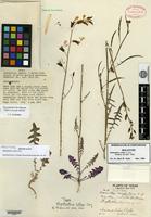 Holotype of Streptanthus cutleri Cory [family BRASSICACEAE]