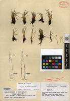 Isotype of Isoetes tryoniana L. D. Goméz [family ISOETACEAE]