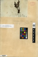 Isotype of Cincinalis chilensis Fée & Remy [family ADIANTACEAE]