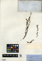 Type? of Trichomanes latemarginale D. C. Eaton [family HYMENOPHYLLACEAE]