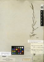 Isotype of Potamogeton aschersonii A. Bennett [family POTAMOGETONACEAE]