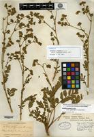 Isotype of Potentilla puberula Greene [family ROSACEAE]