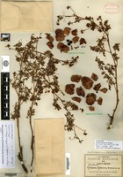 Syntype of Urvillea dissecta S. Watson [family SAPINDACEAE]