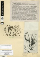 Holotype of Anchusa stoechadifolia Chamisso [family BORAGINACEAE]