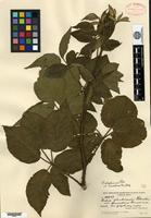 Type of Rubus glandicaulis Blanchard var. neoscoticus Fernald [family ROSACEAE]