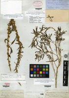 Syntype of Amaranthus venulosus S. Watson [family AMARANTHACEAE]