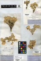 Isosyntype of Gomphrena caespitosa Torrey [family AMARANTHACEAE]