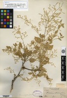 Isotype of Iresine alternifolia S. Watson [family AMARANTHACEAE]