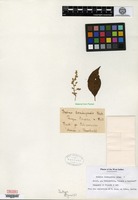 Isotype of Iresine domingensis Urban [family AMARANTHACEAE]