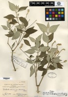 Type of Nototrichium sandwicense (A. Gray) Hillebrand var. olokeleanum Sherff [family AMARANTHACEAE]