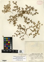Holotype of Tidestromia tenella I. M. Johnston [family AMARANTHACEAE]