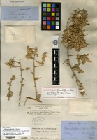 Lectotype of Obione lentiformis Torrey [family CHENOPODIACEAE]